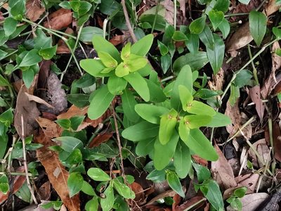 Euphorbia sieboldiana, photographed by harum.koh