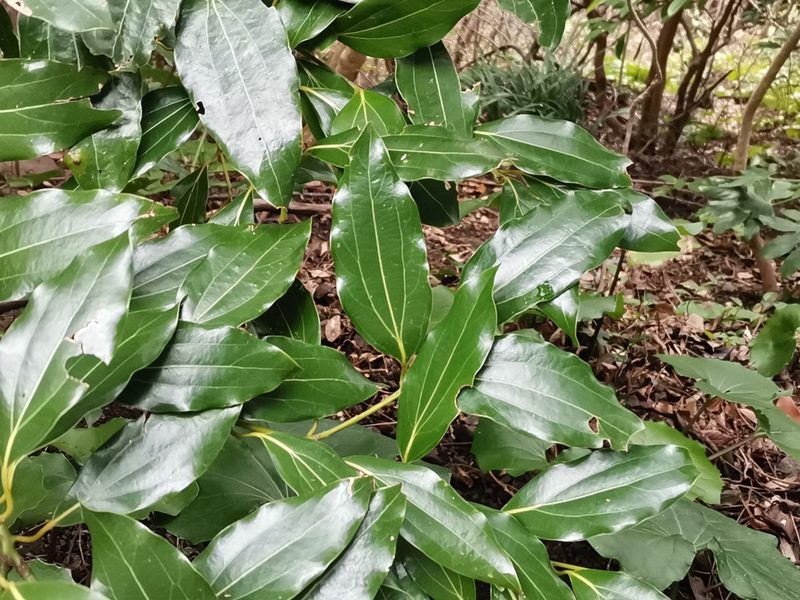 Cinnamomum chekiangense, photographed by harum.koh