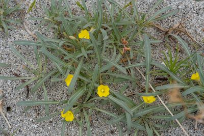 Camissoniopsis pallida, photographed by Jesse Rorabaugh