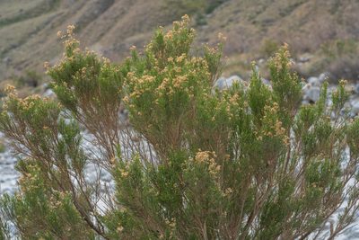 Ericameria paniculata, photographed by Jesse Rorabaugh
