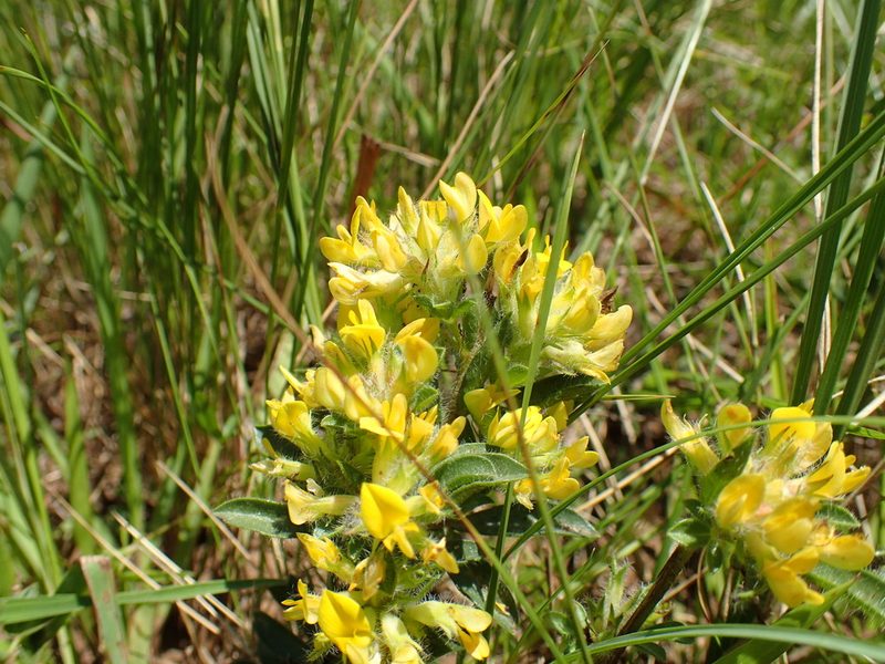 Leobordea corymbosa, photographed by Mahomed Desai