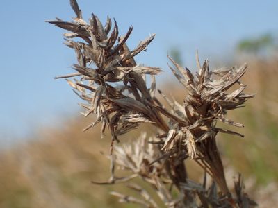 Cymbopogon tortilis, photographed by 葉子