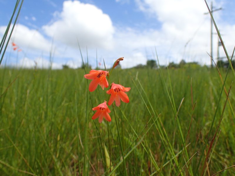 Tritonia disticha, photographed by Mahomed Desai