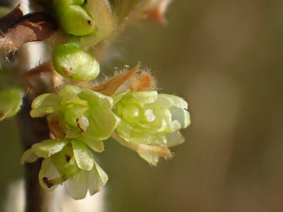 Lindera glauca, photographed by 葉子