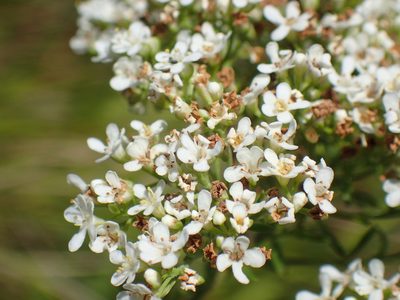 Selago tarachodes, photographed by Mahomed Desai
