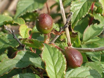 Prunus pogonostyla, photographed by 葉子