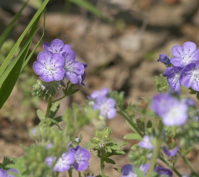 Phacelia hirsuta, photographed by Robert Webster