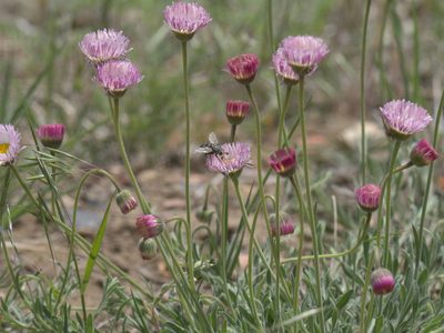 Erigeron modestus, photographed by Robert Webster