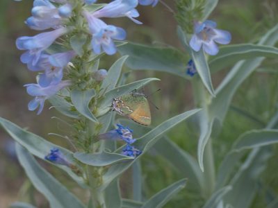 Penstemon angustifolius, photographed by Robert Webster