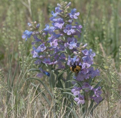 Penstemon angustifolius, photographed by Robert Webster