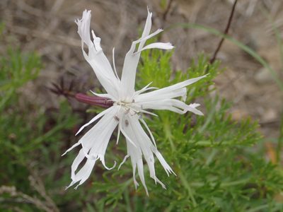 Silene fissipetala, photographed by 葉子