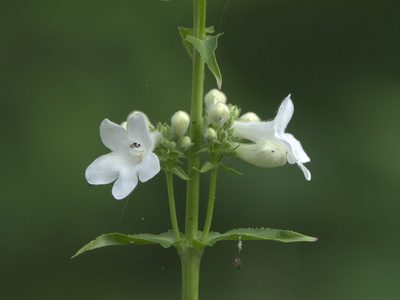 Penstemon tubaeflorus, photographed by Robert Webster