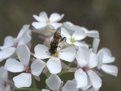 Dimorphocarpa candicans, photographed by Robert Webster