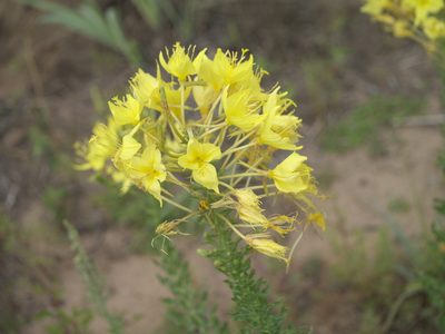 Oenothera rhombipetala, photographed by Robert Webster