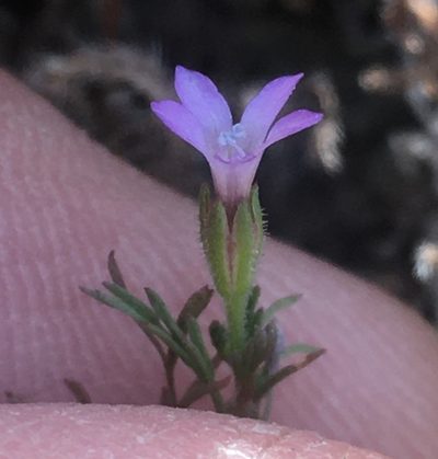 Gilia nevinii, photographed by Adam J. Searcy