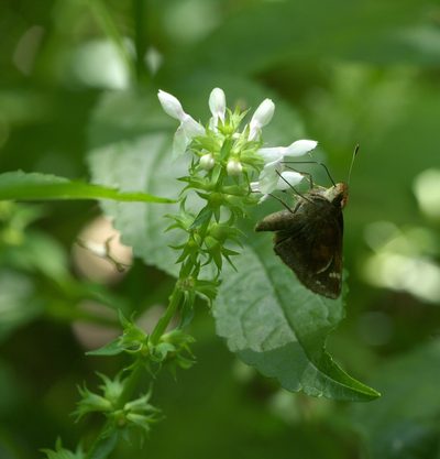 Stachys tenuifolia, photographed by Robert Webster