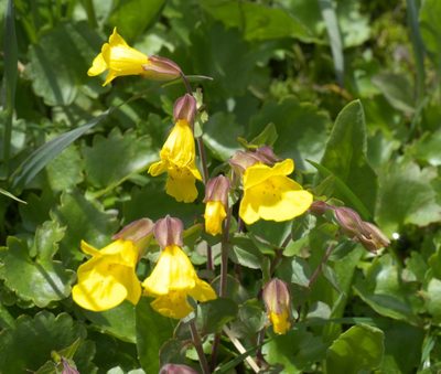 Erythranthe minor, photographed by Robert Webster