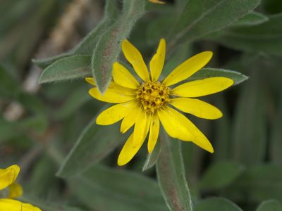 Heterotheca pumila, photographed by Robert Webster