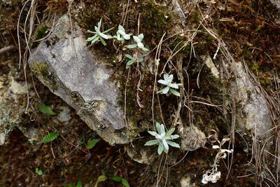 Anaphalis morrisonicola, photographed by 國立臺灣博物館