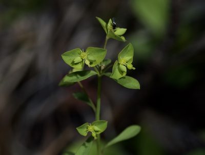 Euphorbia tetrapora, photographed by Michelle W. （鍾偉瑋）
