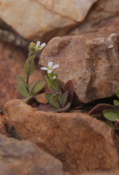 Arabis parvula, photographed by Olivier Argagnon