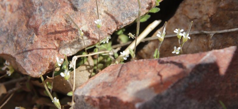 Arabis parvula, photographed by Olivier Argagnon