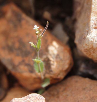 Arabis parvula, photographed by Olivier Argagnon