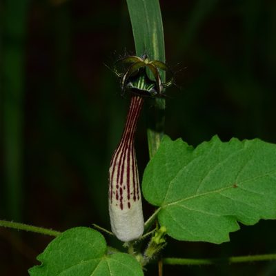 Ceropegia meyeri, photographed by Sunčana Bradley