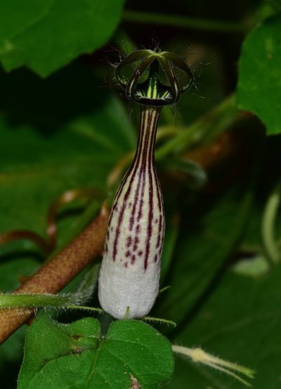 Ceropegia meyeri, photographed by Sunčana Bradley
