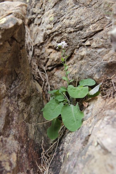 Hurkaea conringioides, photographed by Olivier Argagnon