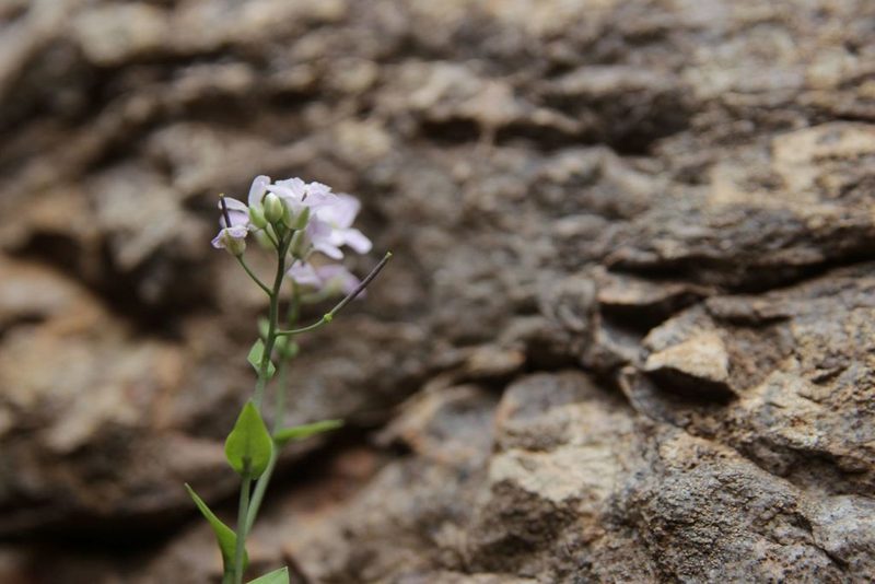 Hurkaea conringioides, photographed by Olivier Argagnon