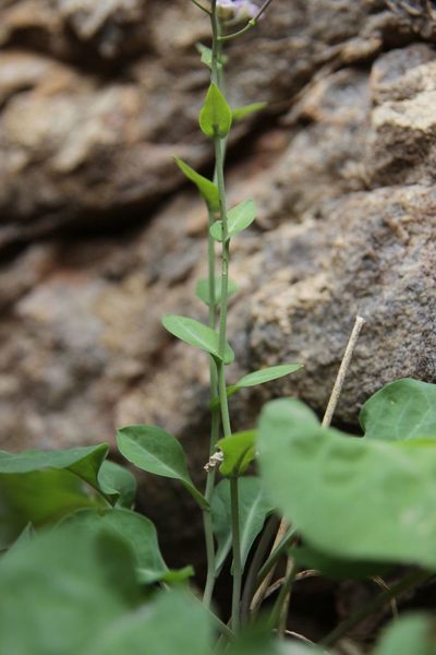 Hurkaea conringioides, photographed by Olivier Argagnon