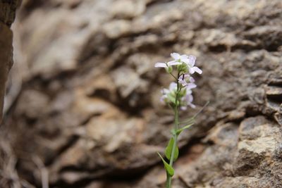 Hurkaea conringioides, photographed by Olivier Argagnon