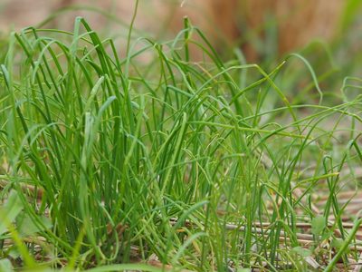 Allium macrostemon, photographed by 葉子