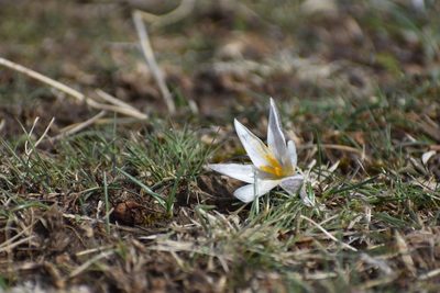 Crocus alatavicus, photographed by Kudaibergen Amirekul