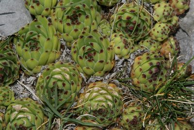 Sempervivum vicentei, photographed by Ina Siebert