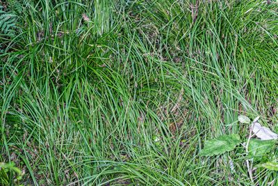 Carex solandri, photographed by Jeremy Rolfe