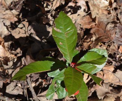 Ardisia japonica, photographed by Amber M. King