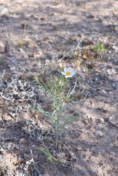 Nicolletia trifida, photographed by Alan Rockefeller