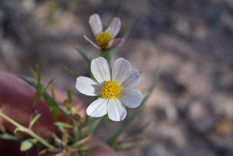 Nicolletia trifida, photographed by Alan Rockefeller