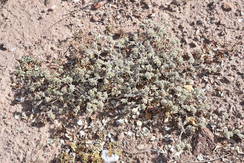 Tiquilia cuspidata, photographed by Alan Rockefeller