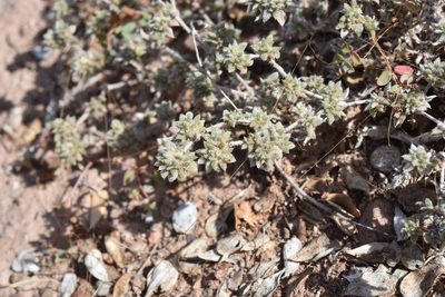 Tiquilia cuspidata, photographed by Alan Rockefeller