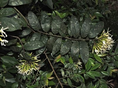 Anodendron benthamianum, photographed by Jacy Chen