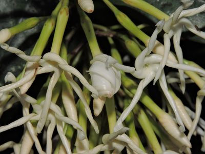 Anodendron benthamianum, photographed by Jacy Chen