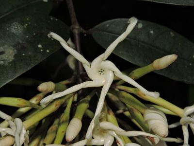 Anodendron benthamianum, photographed by Jacy Chen