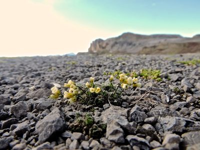 Draba ladina, photographed by Karsten Rohweder