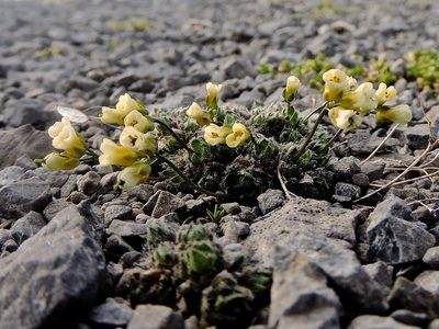 Draba ladina, photographed by Karsten Rohweder