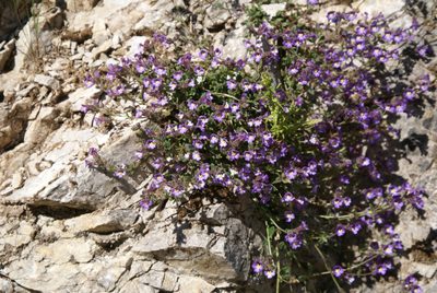 Chaenorhinum origanifolium, photographed by Ina Siebert