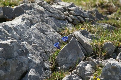 Gentiana occidentalis, photographed by Ina Siebert