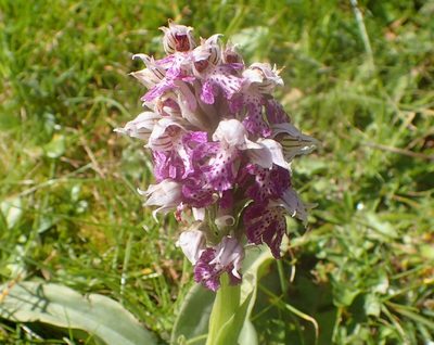 Neotinea lactea, photographed by Katerina Kalogerini